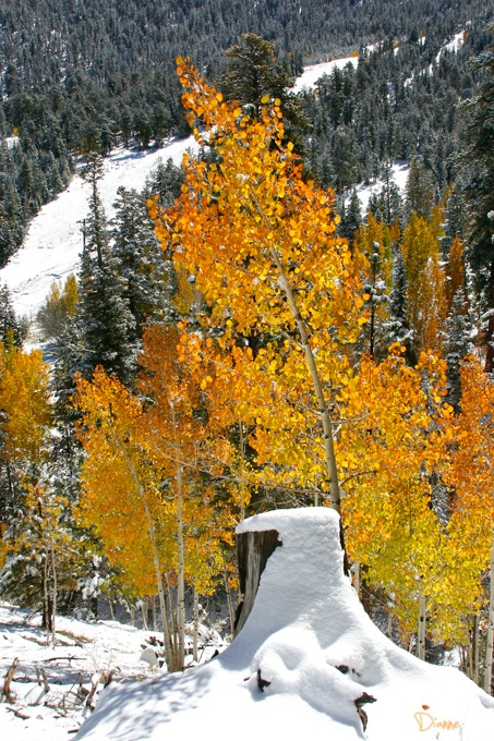 First fall snow