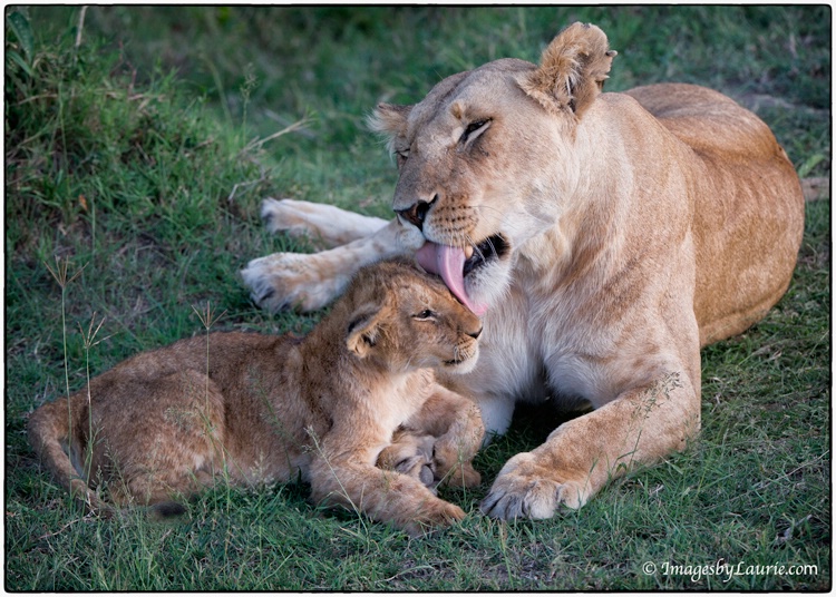 Mother with Cub