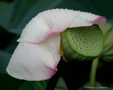 Wet Flower