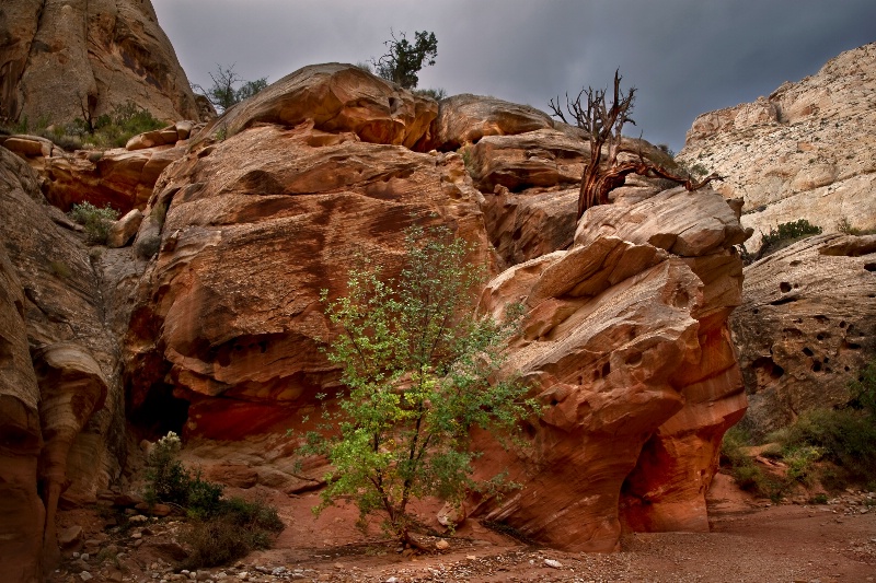 Rocks n Trees - ID: 12357741 © Patricia A. Casey