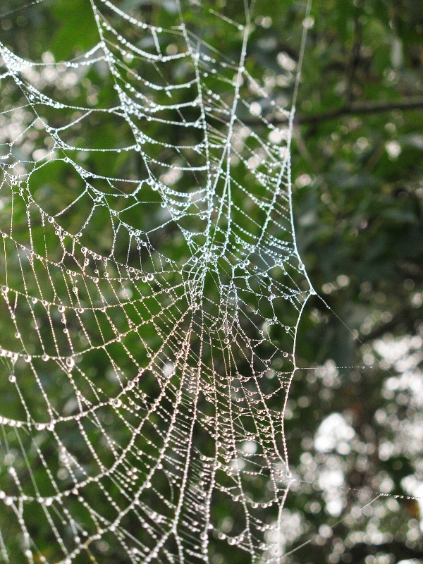 Web Pearls
