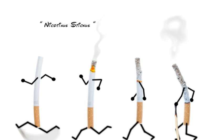 Nicotinus Stickus