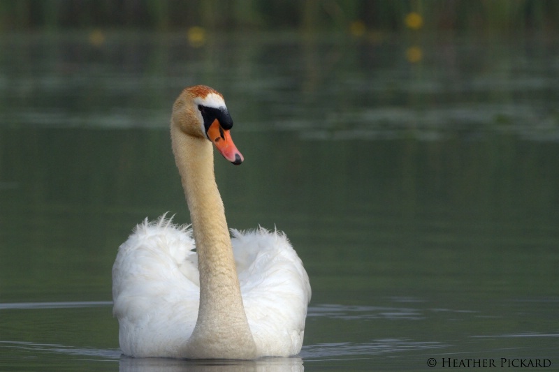 Watchful Mute Swan