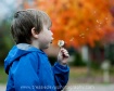 Autumn Wishes