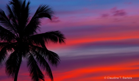 Palm after sunset