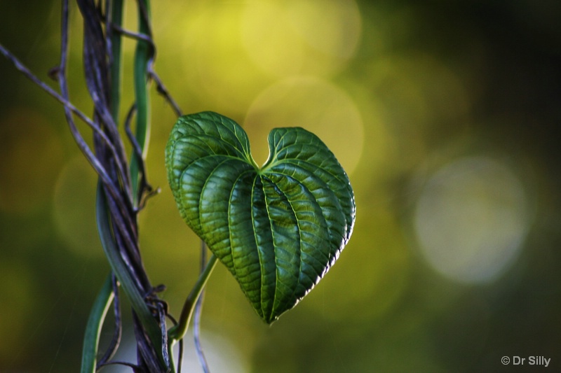 Natures Heart