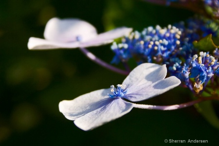 In The Sunlight