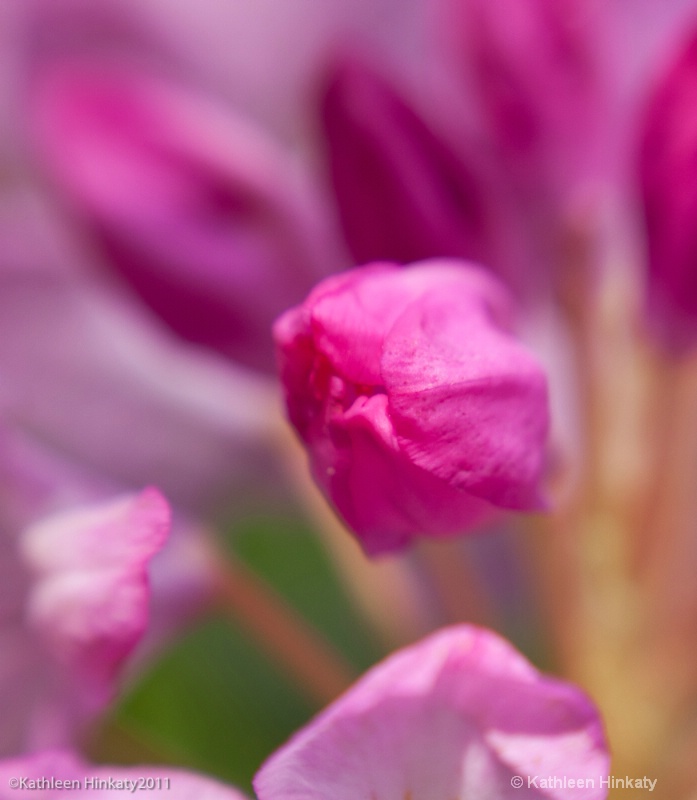 Lensbaby pink 3