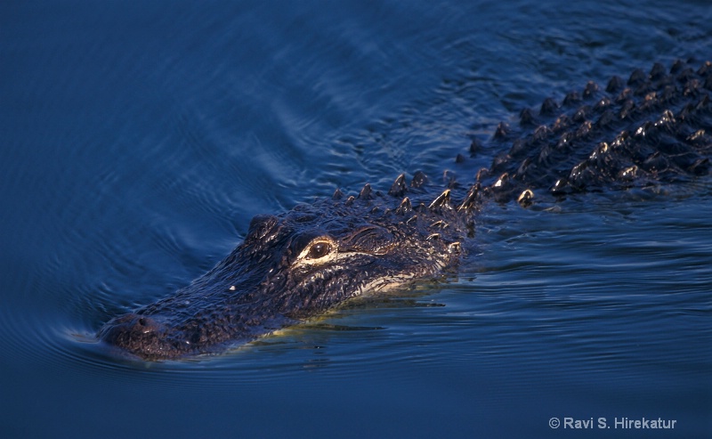 Alligator - ID: 12361844 © Ravi S. Hirekatur