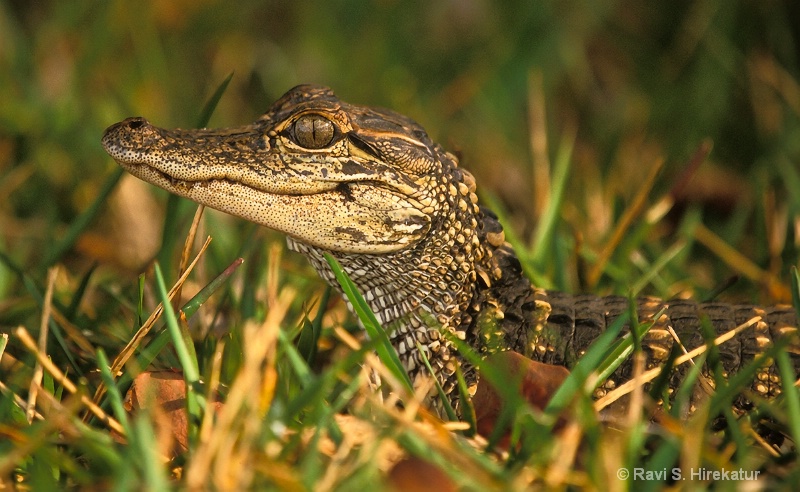 young Alligator - ID: 12361846 © Ravi S. Hirekatur
