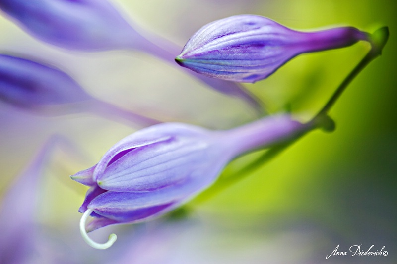 Pretty in Purple