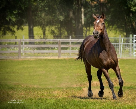 FROLIC AND PLAY