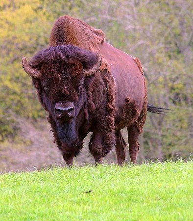 Old Bison Bull