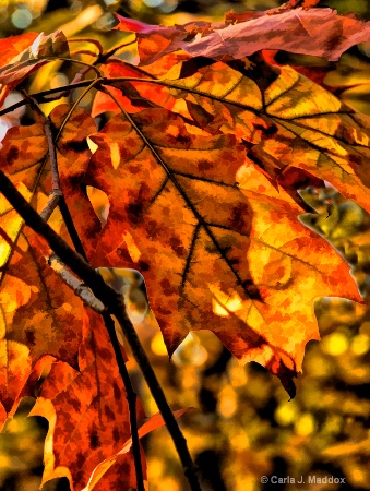 Patterns of Fall 