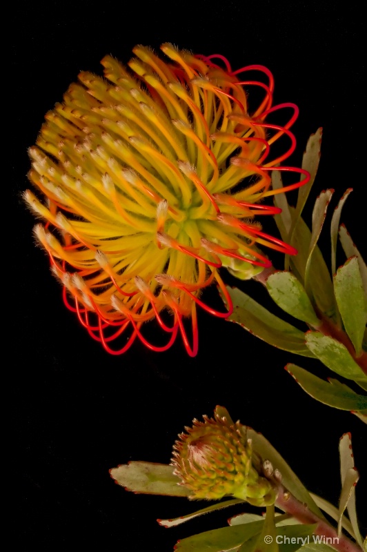  Protea