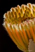  Protea
