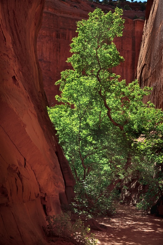 Slot Canyon Tree - ID: 12367976 © Patricia A. Casey