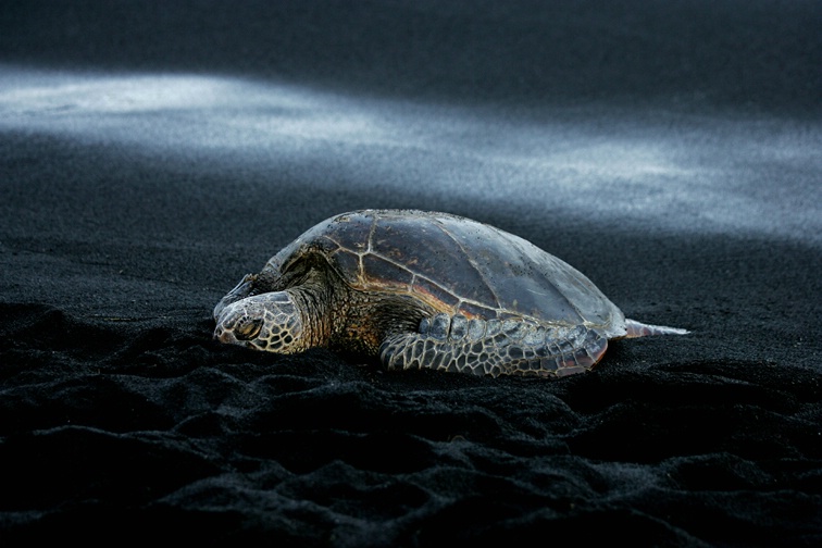 Greenback Turtle on Black Sand Beach  - ID: 12370920 © Stacey J. Meanwell
