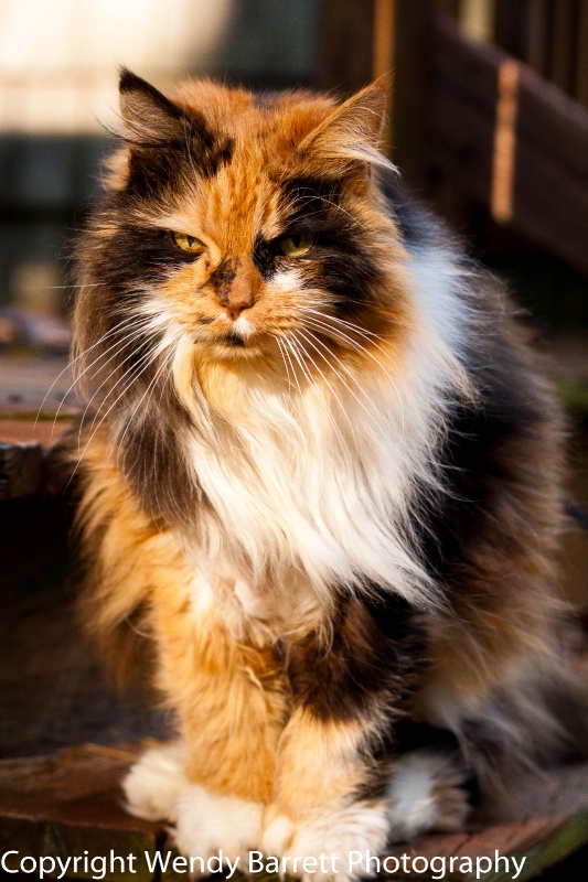 Calico Queen   - ID: 12370991 © Wendy A. Barrett