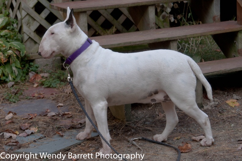 Show dog wannabe - ID: 12371067 © Wendy A. Barrett