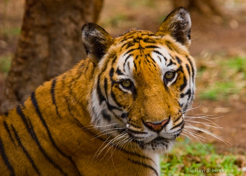 Tiger - ID: 12371360 © Ravi S. Hirekatur