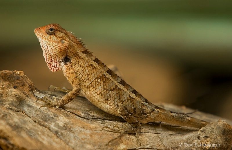 Common Lizard - ID: 12371377 © Ravi S. Hirekatur