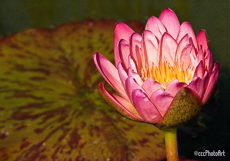 img9