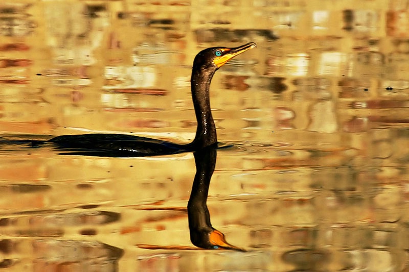 Golden Cormorant