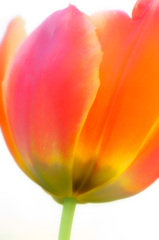 Capitol Tulip - ID: 12374068 © Wanda Judd