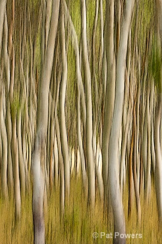 Dancing Birches - ID: 12374368 © Pat Powers