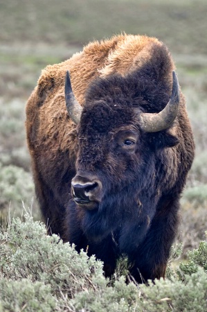 Bison Portrait