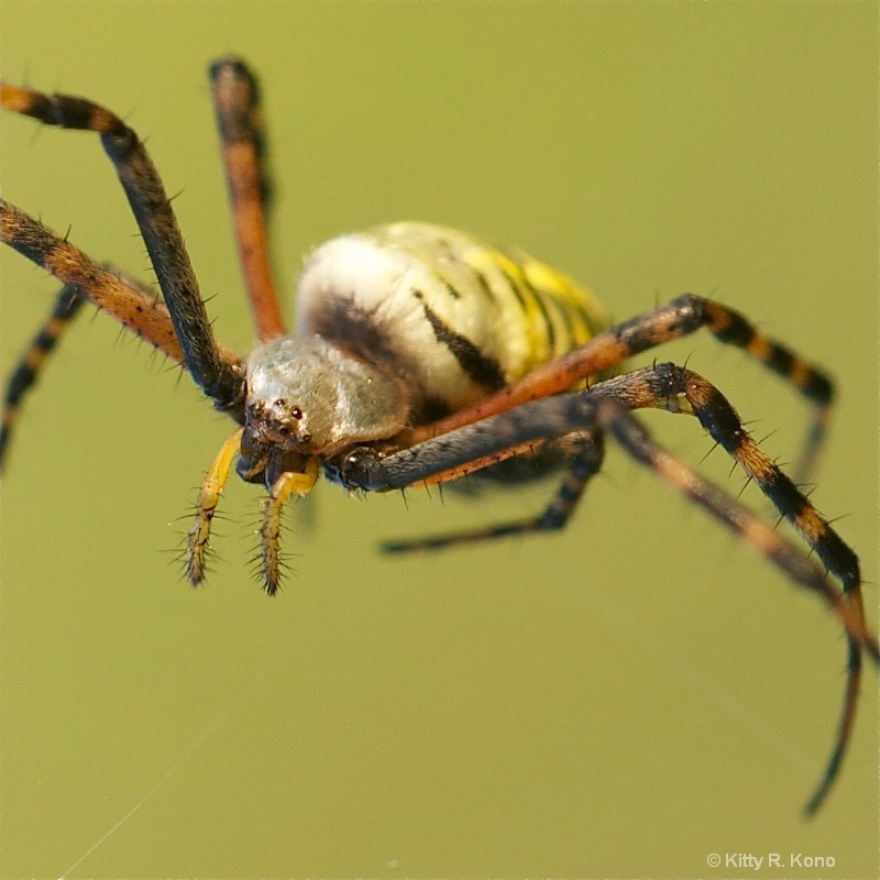 Face of a Female Orb Weaver Spider