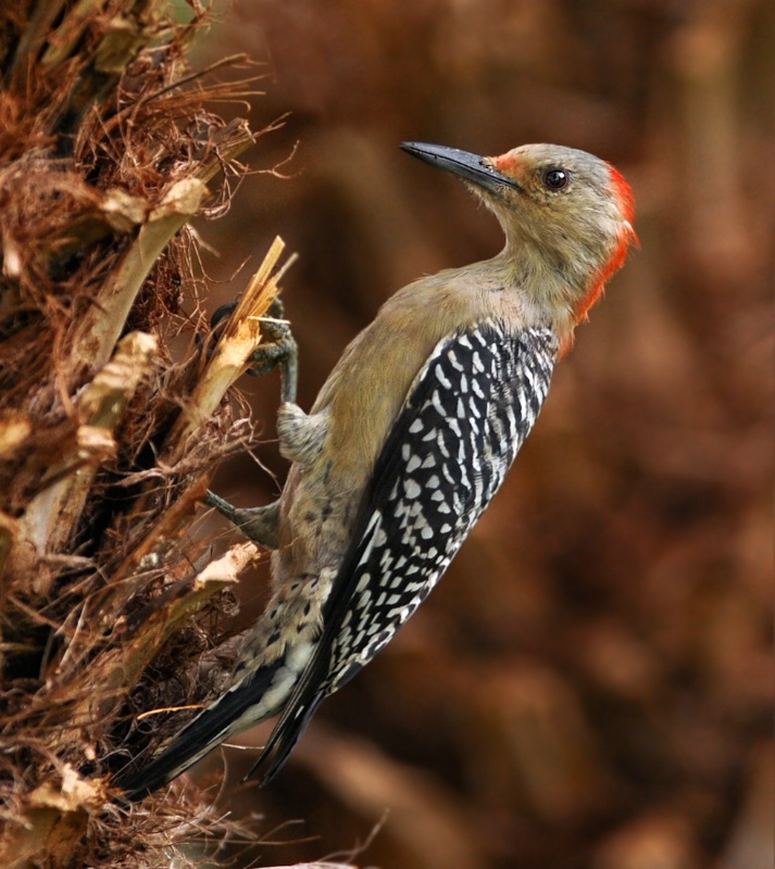 Red Bellied Woodpecker