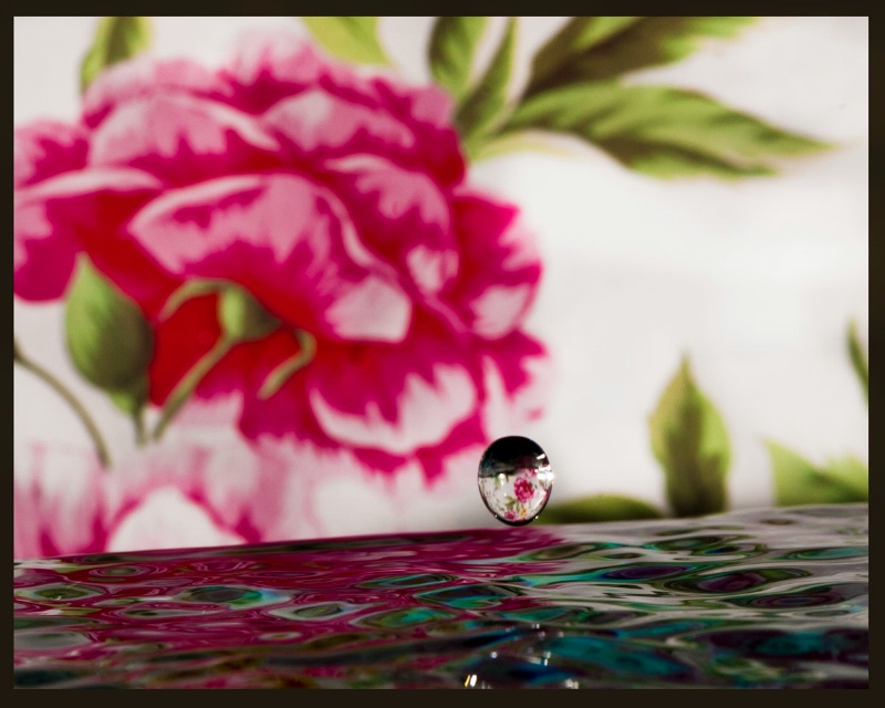Rose Drob Reflection  - ID: 12378734 © Rita Hill