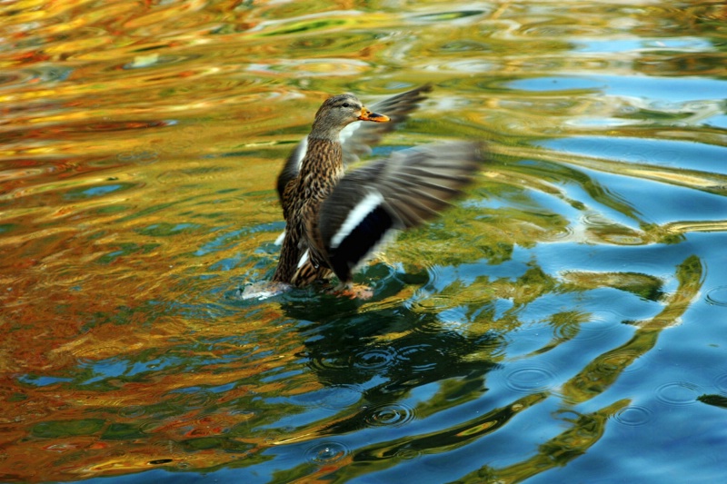 Happy Duck