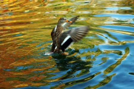 Happy Duck