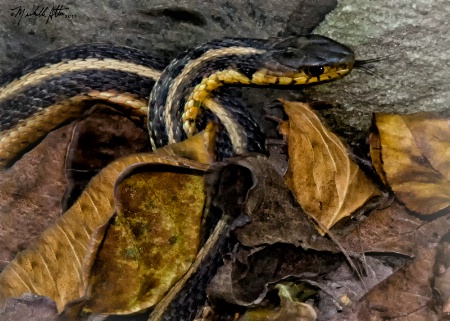 Snake in the Leaves