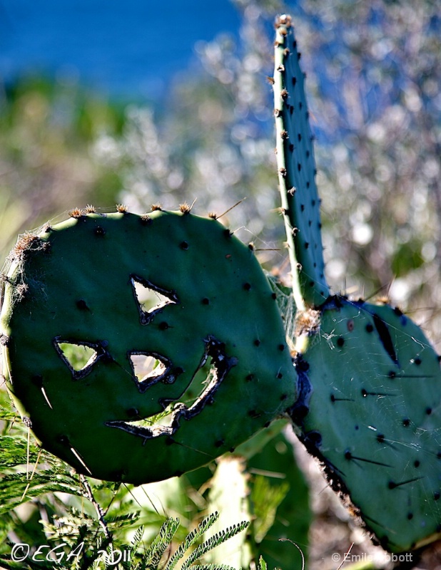 Prickly Pear Halloween - ID: 12379851 © Emile Abbott