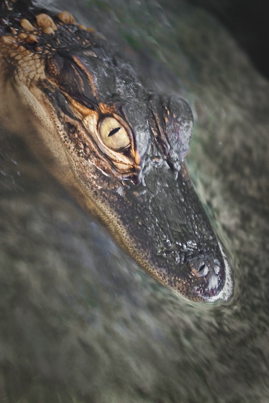 Juvenile Alligator 2