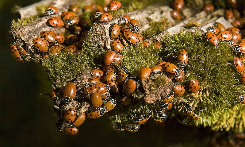 Lady Bug Convention