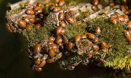Lady Bug Convention