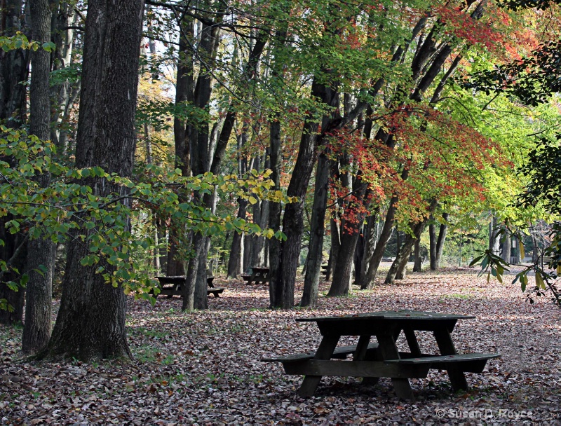 Memory of Picnics Past