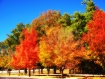 Tree Lined Street