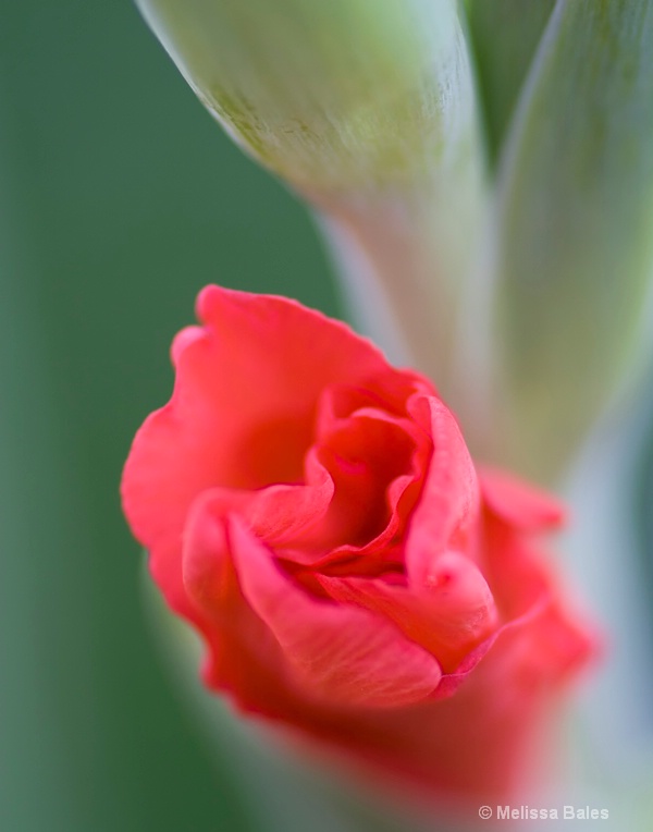 Blushing Gladiolus