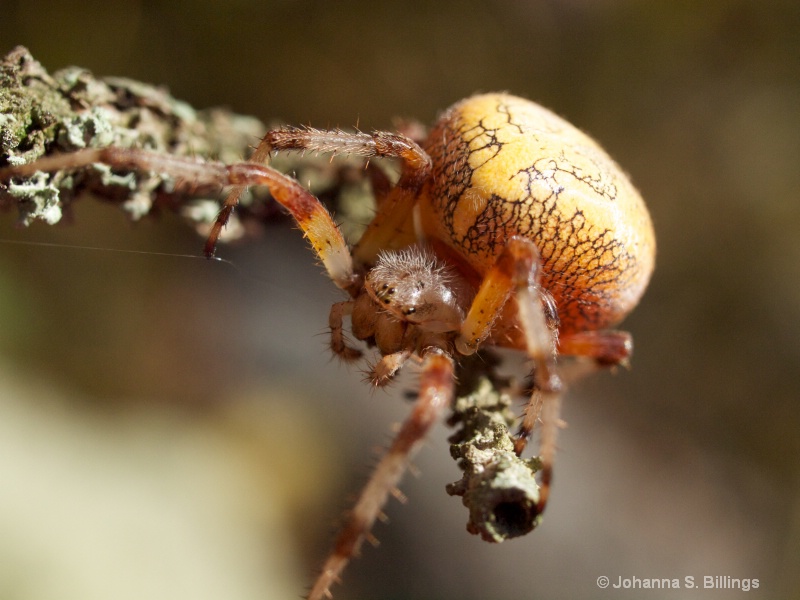Паук (Spider) - ID: 12382764 © Johanna S. Billings
