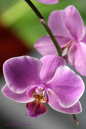 Orchids