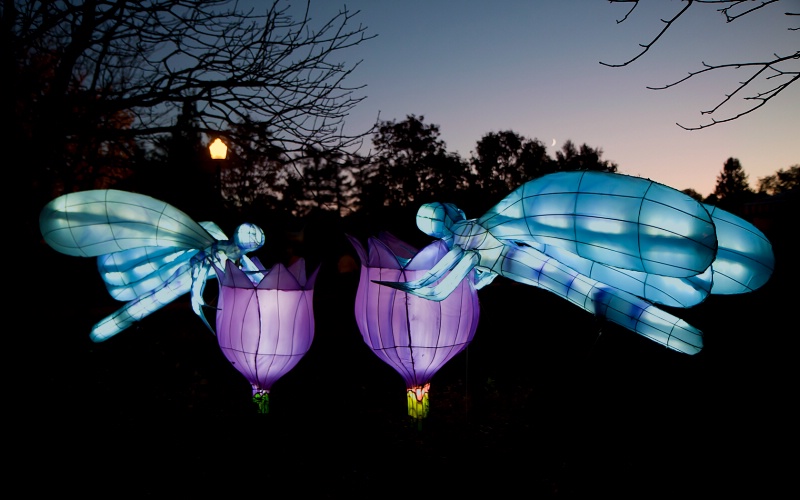 The Magic of Lanterns