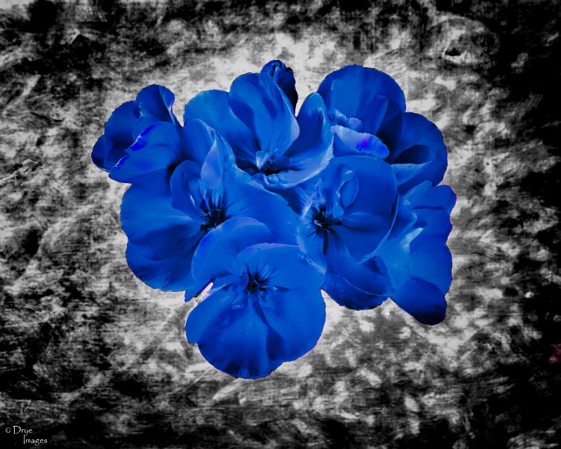 Blue Geranium
