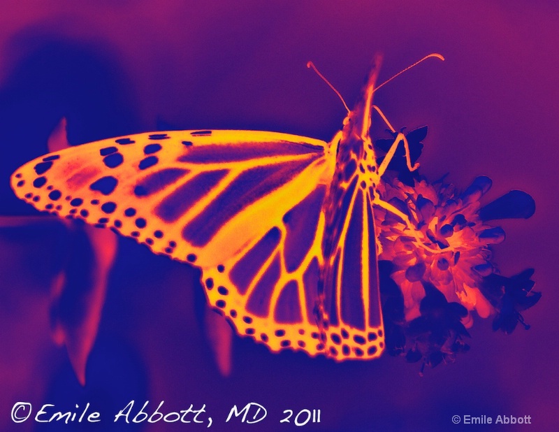 Thermal Monarch - ID: 12385968 © Emile Abbott