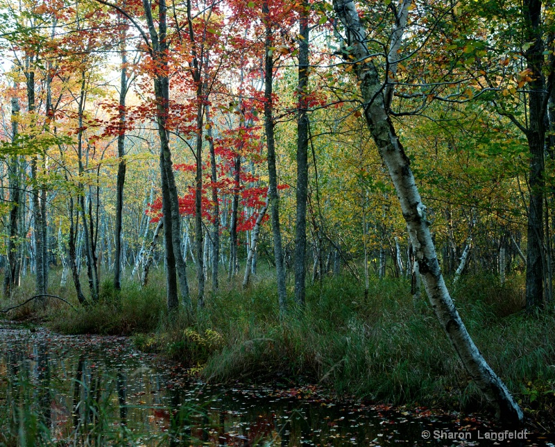 Setting the Mood - ID: 12386062 © Sharon L. Langfeldt